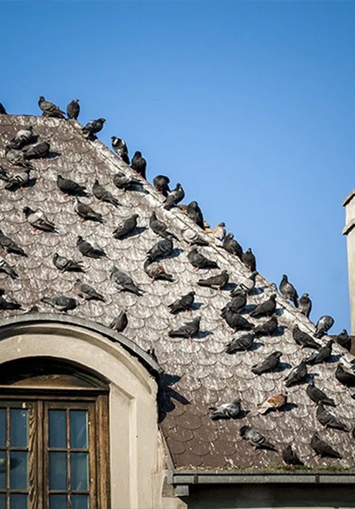 Expert de la lutte contre les nuisibles, au service des particuliers et des professionnels dans l’Ain, l’Isère et le Rhône