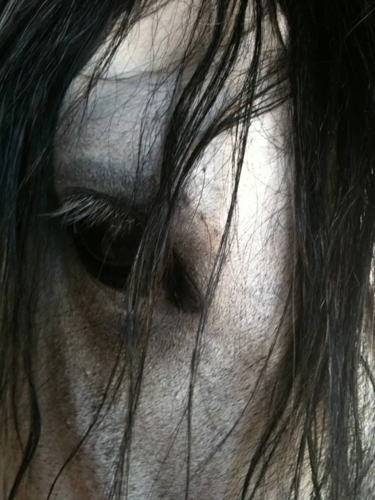 cheval au grau du roi