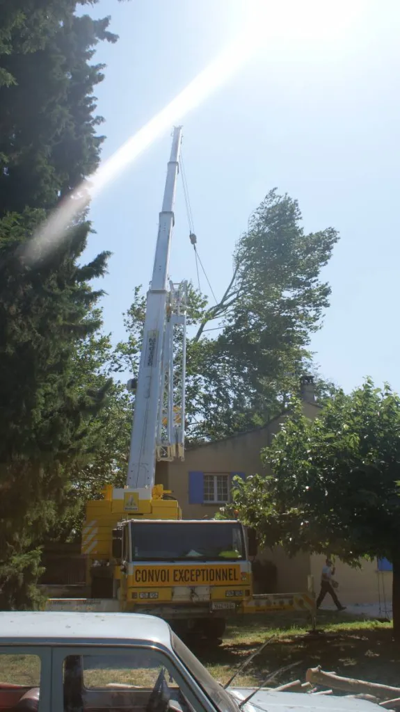 Élagage d'un platane centenaire à Saint Rémy de Provence avec grue