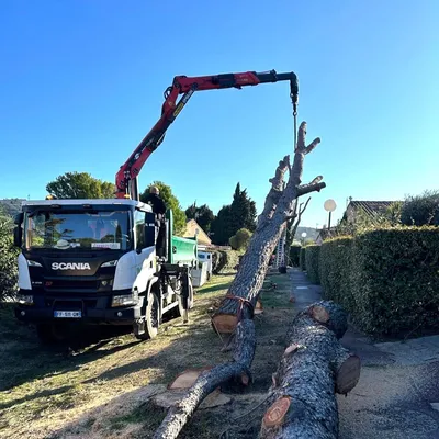 Abattage de pin par Carré Vert dans les Alpilles, assurant un service professionnel et sécurisé pour maintenir des espaces extérieurs sûrs et bien entretenus