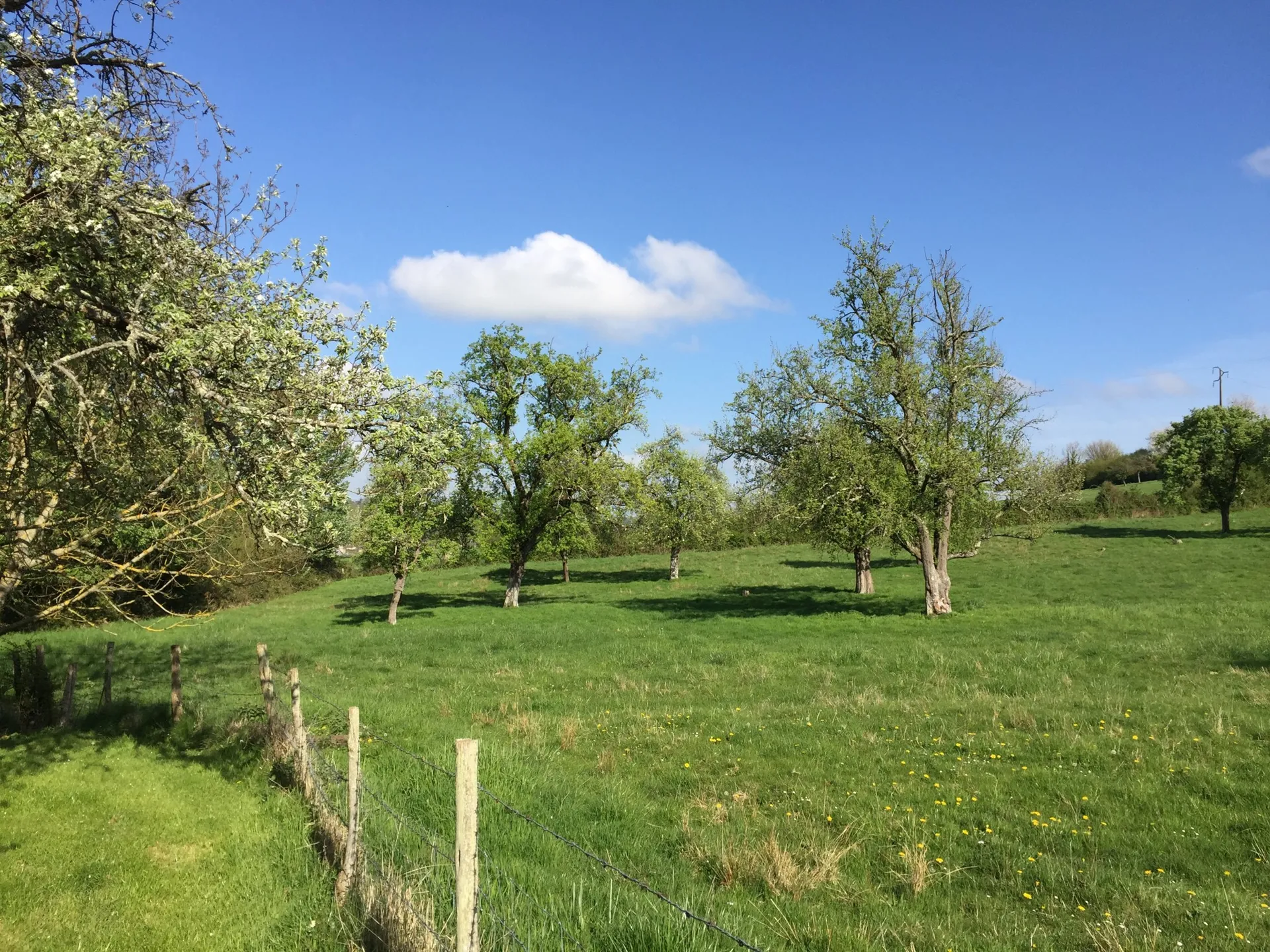 VENTE MAISON PONT-L'EVEQUE