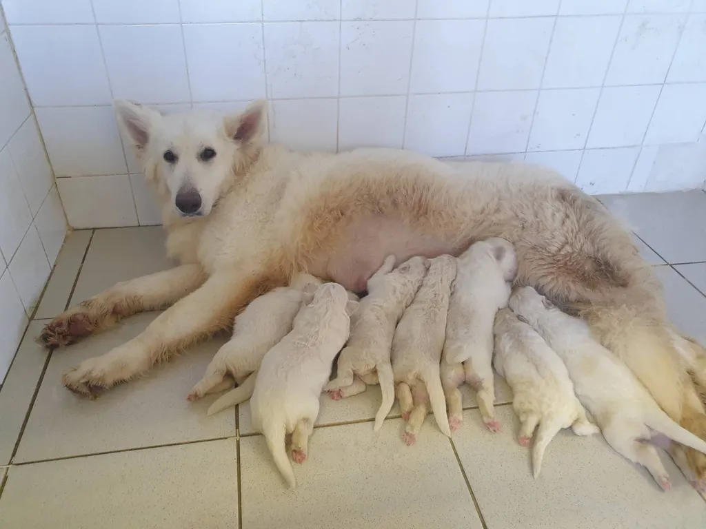 Achat de chien et Chiot Berger blanc suisse male ou femelle Avignon 84 Paca