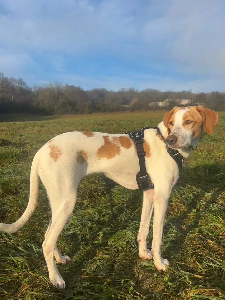 formation communication animale à Marrakech 