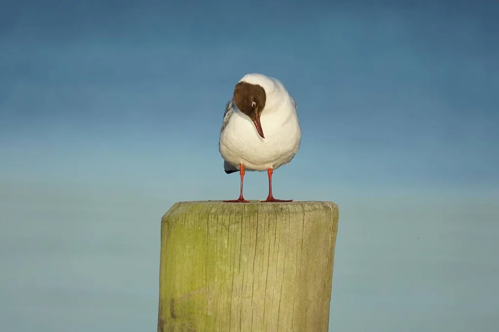 Courtage bateau semi-rigide Bandol