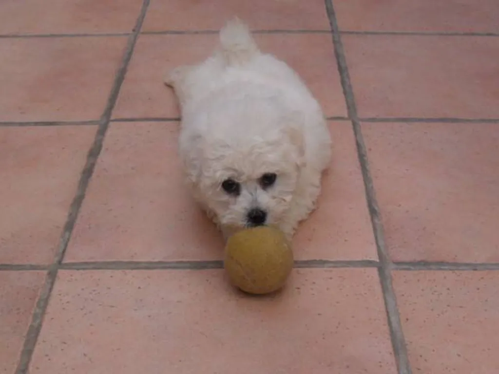BICHON FRISE DANS LE VAUCLUSE