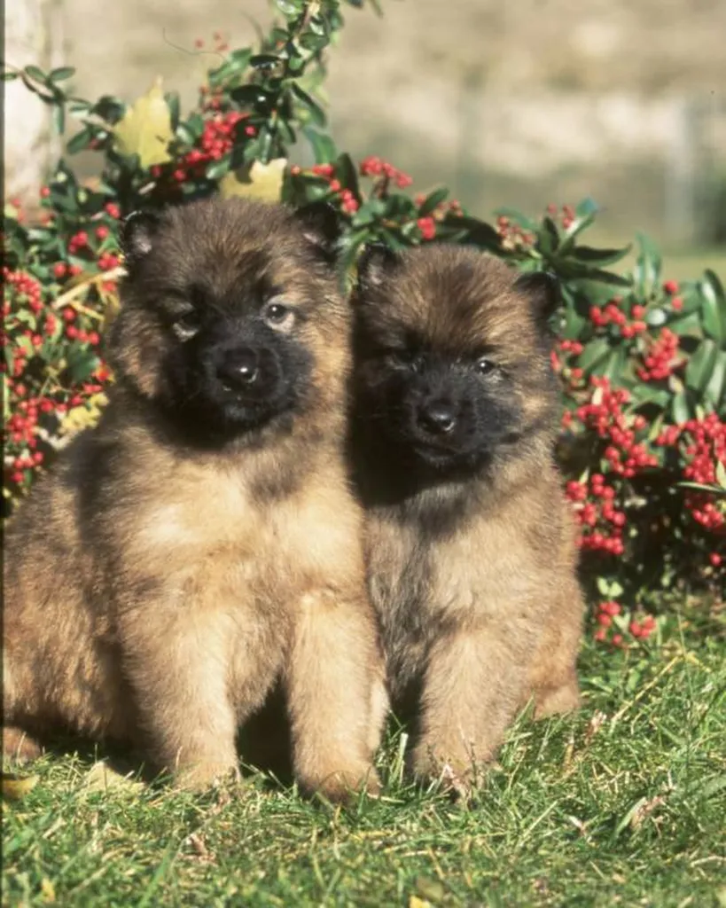 CHIOTS BERGER BELGE DU PALAIS DES PAPES 