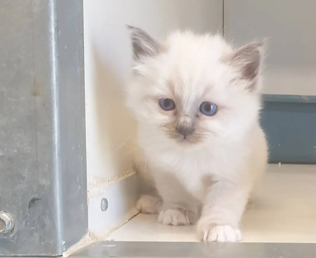 Chats de race SACRE DE BIRMANIE dans le Vaucluse
