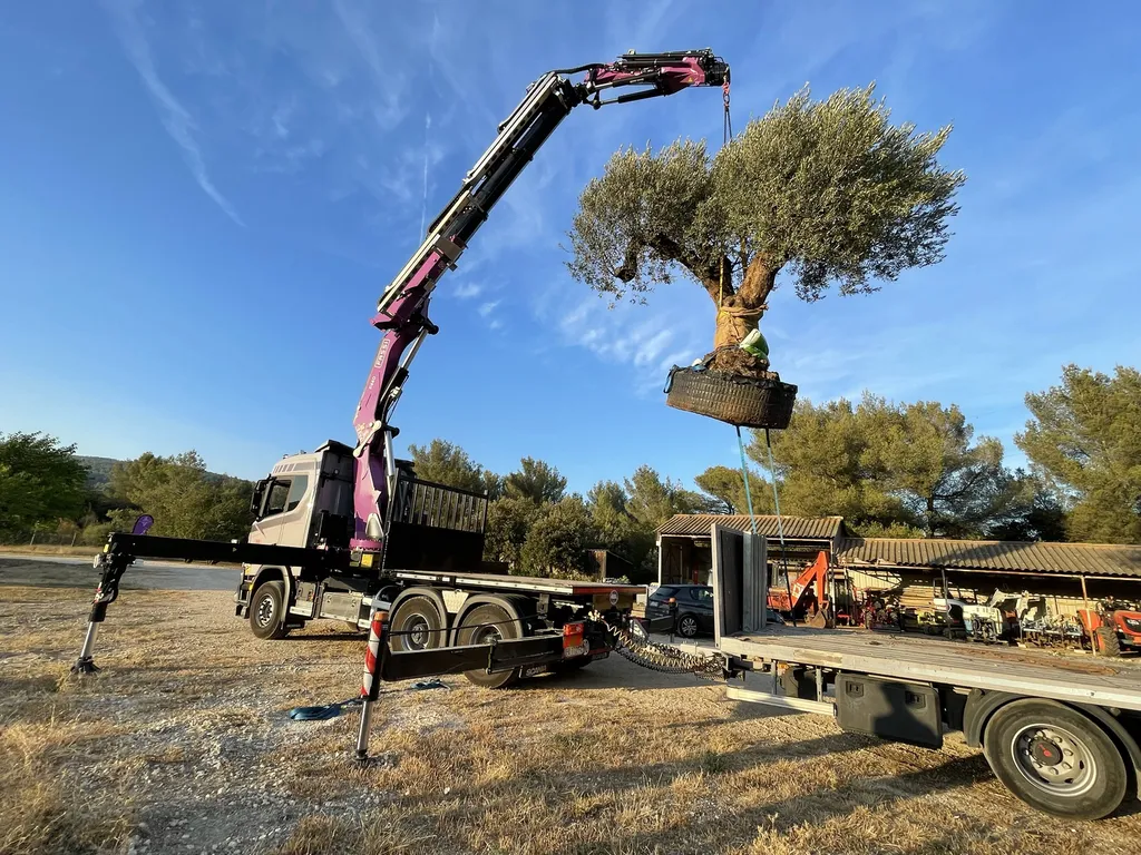 Plantation d’un olivier multicentenaire à la grue — Expertise et précision