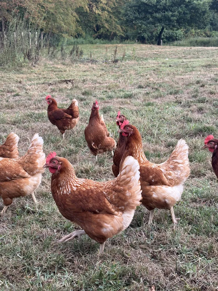 Des nouvelles poulettes pour completer la cueillette !