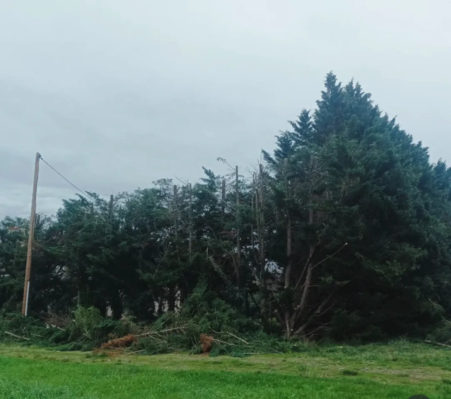 Grosse taille de thuyas à St julien sur Garonne près de Carbone.