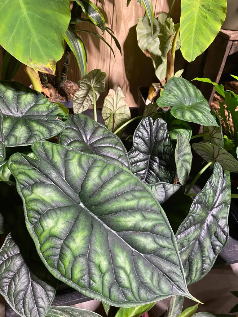 VÉGÉTAUX D'INTÉRIEUR