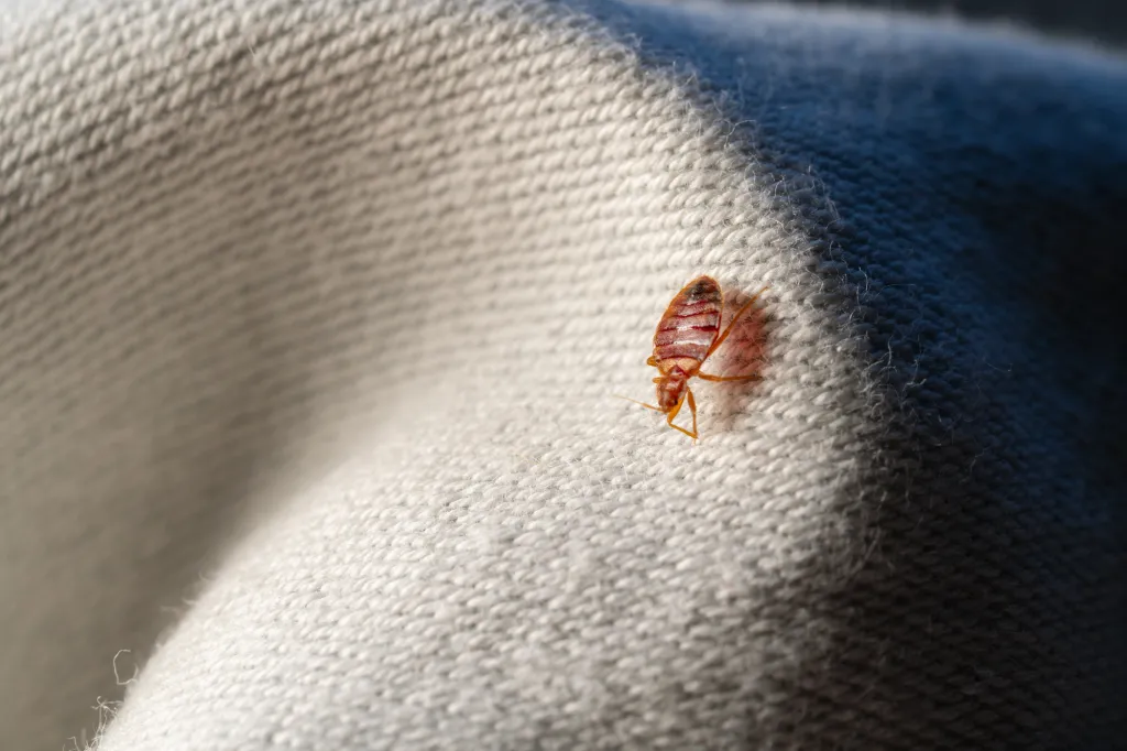 Traitement par nébulisation contre les punaises de lit dans un appartement infesté à Boulogne-Billancourt