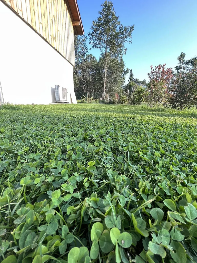 Micro-trèfle pour pelouse : un choix intelligent et respectueux de l’environnement à Biscarrosse