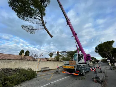élagueurs grimpeurs pour l'abattage d'un arbre à Avignon