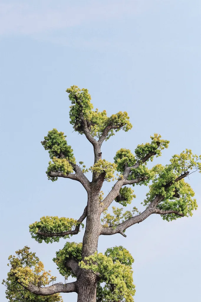 expert en maladie des arbres en nouvelle aquitaine