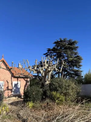 Artisan paysagiste pour taille de platane Berre l Etang