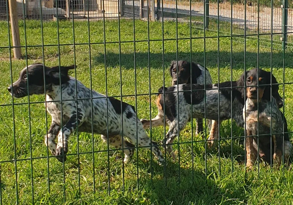 EPAGNEUL BRETON  CHIOTS L.O.F. à Avignon