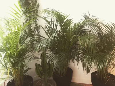 ou louer des plantes décoration proche de le Havre 76