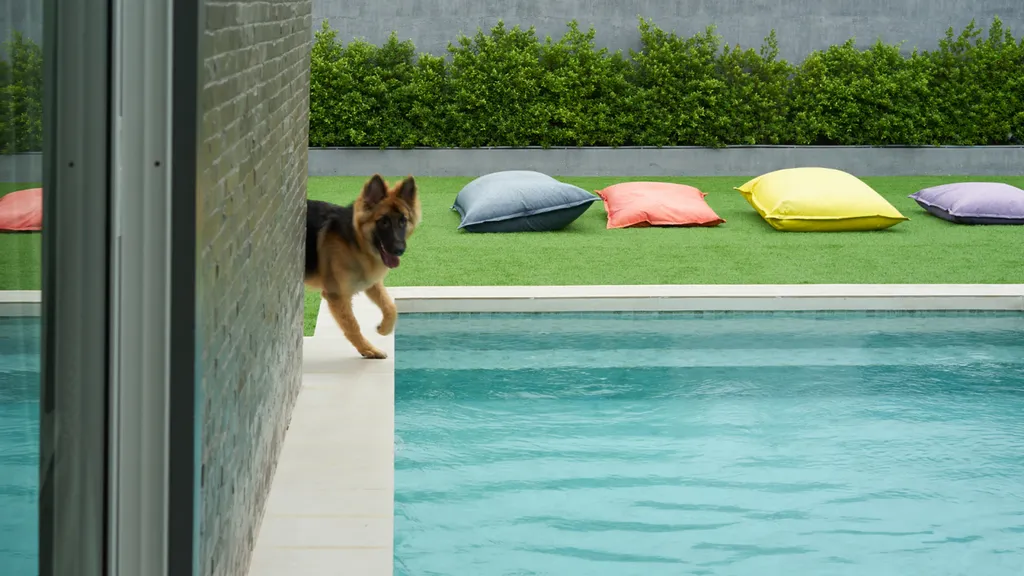 photo piscine avec un chien