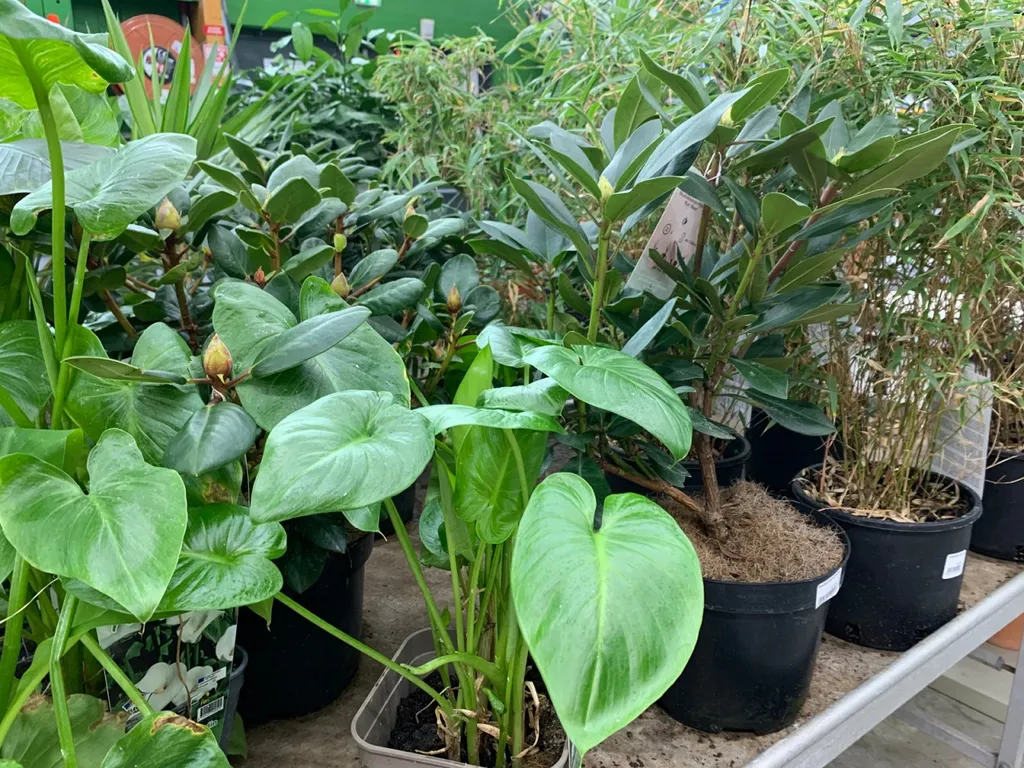 Trouver des plantes extérieures pour embellir son jardin ou son balcon