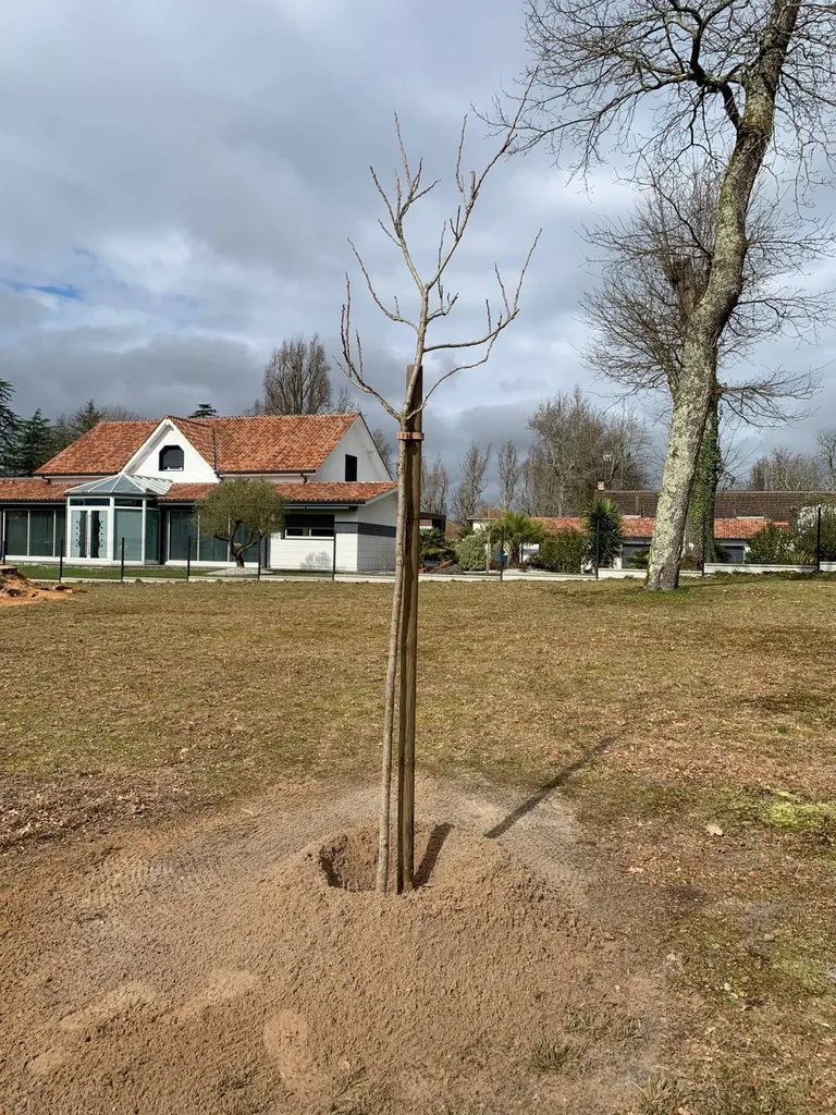 Aménagement paysager avec arbres et arbustes fleuris : quel expert privilégier à Parentis-en-Born