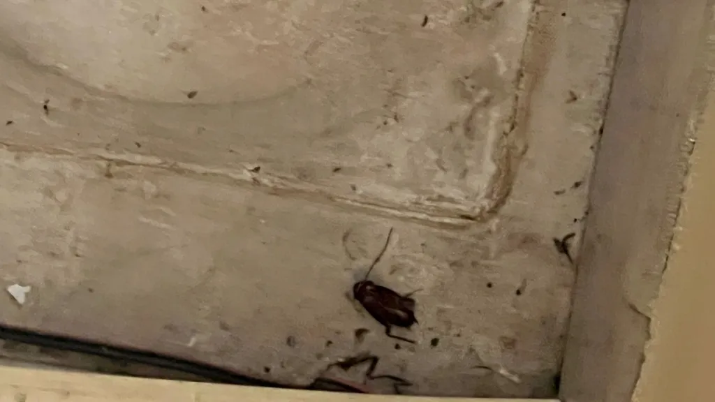 Traitement de cafards dans la cuisine d’un appartement de Lambesc (13)