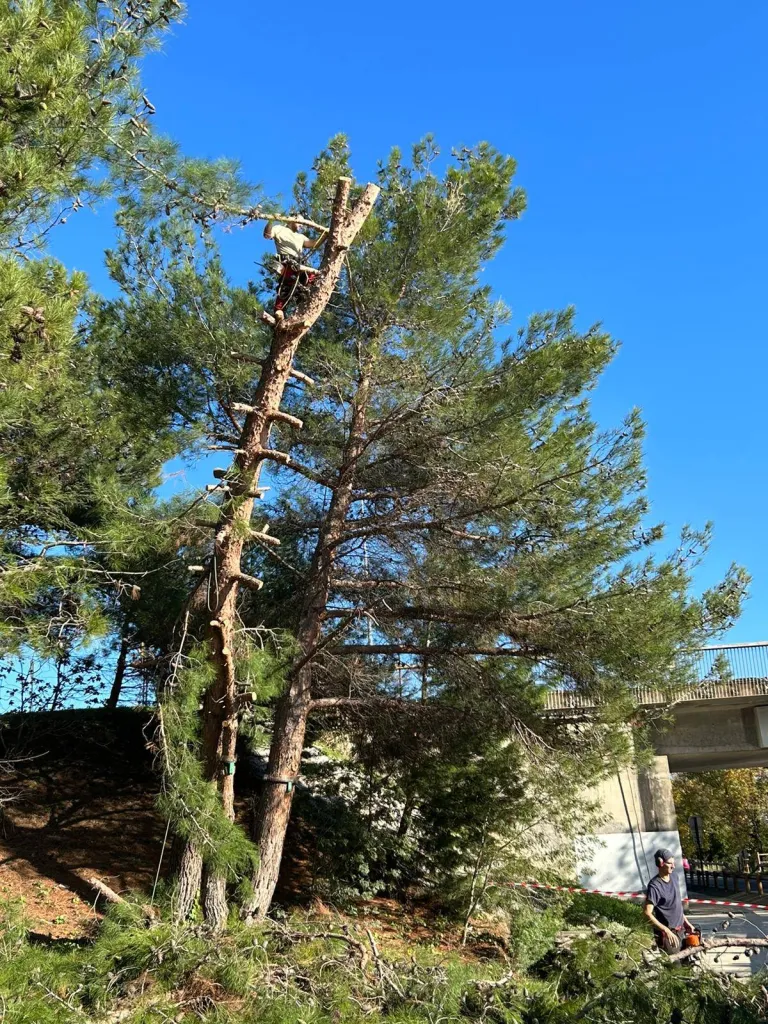 Élagage d'un Pin grande hauteur par élagueur dans le Vaucluse