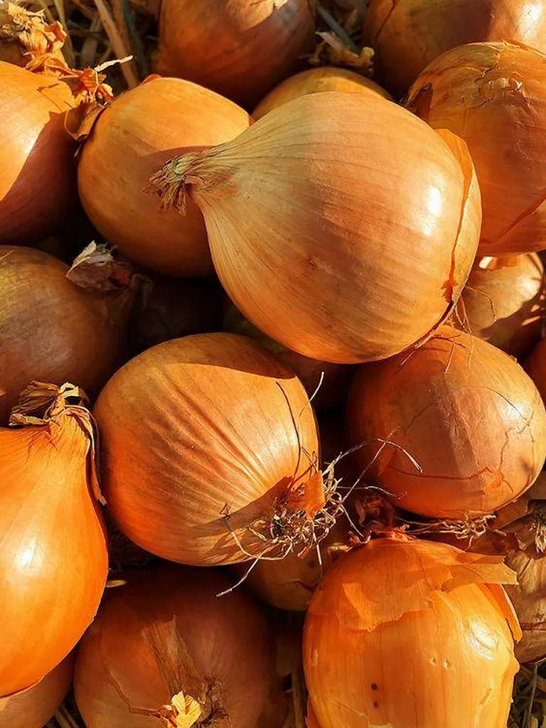 Oignon jaune produit en provence en livraison point relais à Marseille