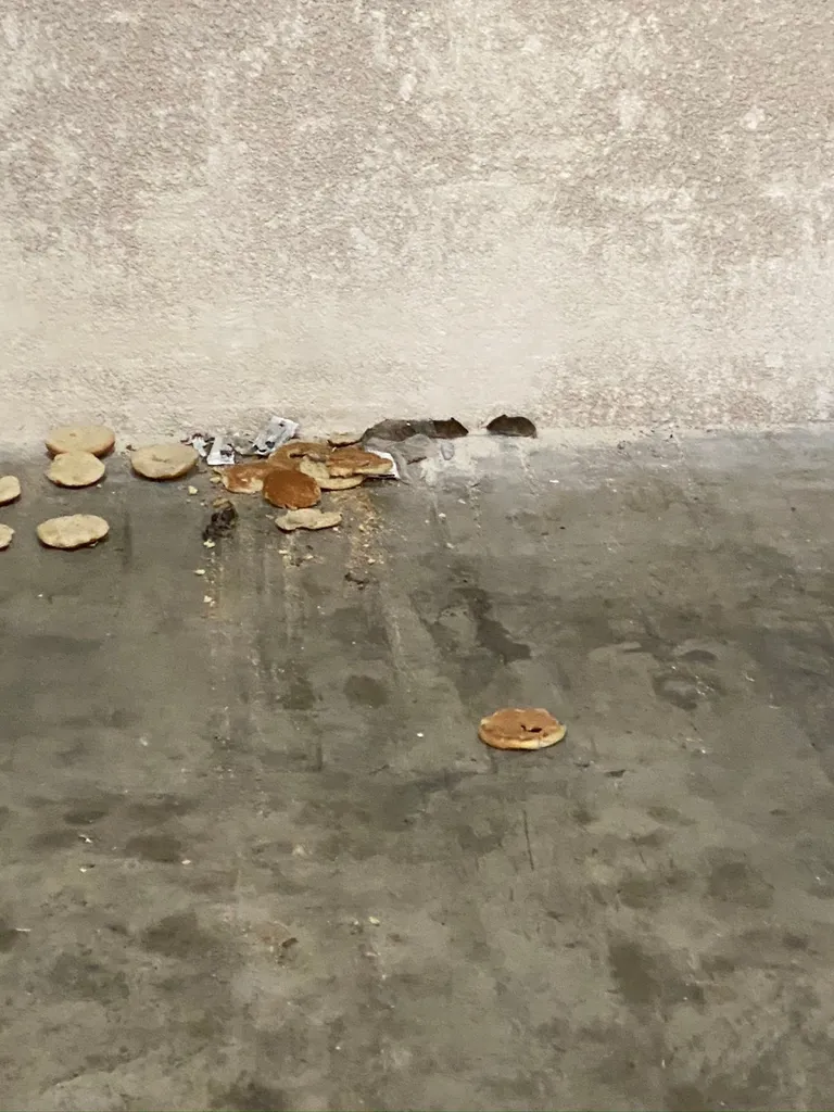 Infestation de souris dans un appartement sur la commune de Marseille 