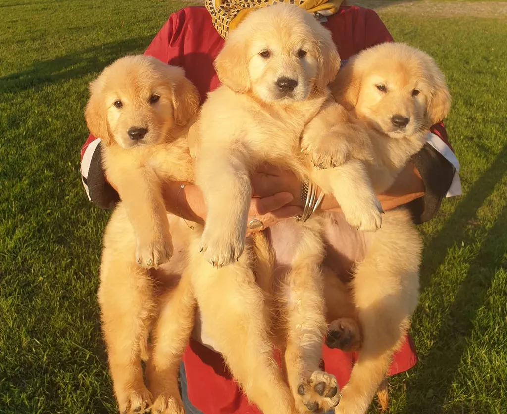 Chiens de race GOLDEN RETRIEVER de taille moyenne dans le sud