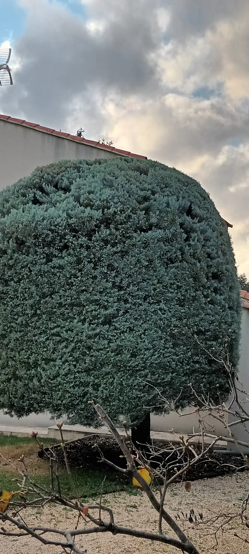 Taille d'un jardin à vaufreges 9ème à Marseille. 