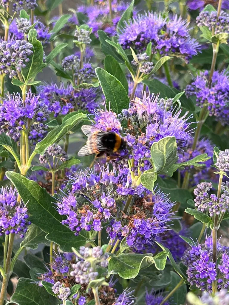 Caryopteris une super lavande près d’Avignon dans les Alpilles