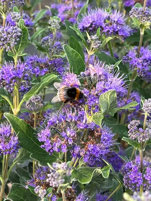 Caryopteris une super lavande près d’Avignon dans les Alpilles