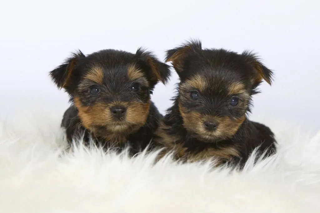 Chiots Yorkshire Terrier de l'élevage du palais des papes.