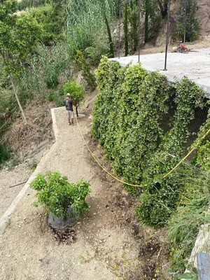 Végétaux plantés et palissés à Nice Nord