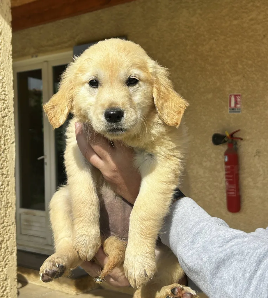MALES ET FEMELLES GOLDEN RETRIEVER INSCRITS AU LOF DANS LA REGION PACA
