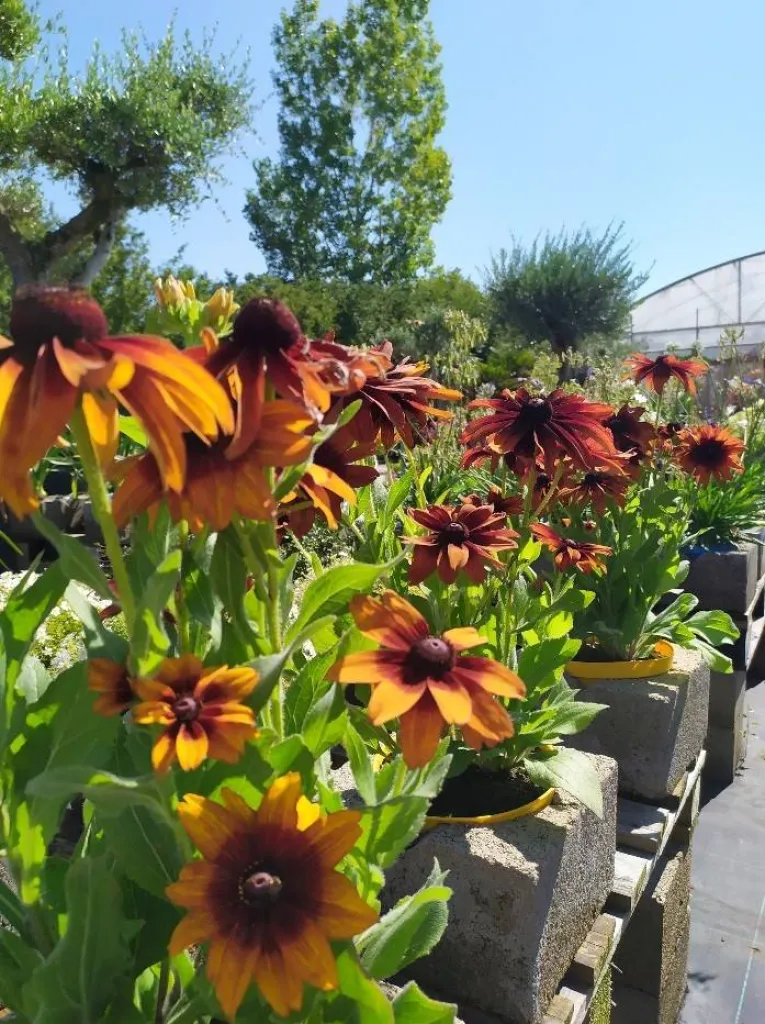 Rudbeckia disponible à Ma Ferme 