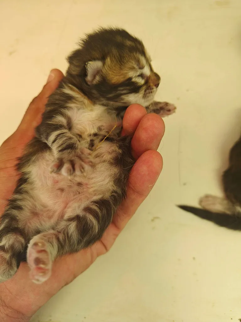 Chatons à réserver – Portée du 16 avril 2026 (1 mâle roux, 4 femelles écaille et crème)