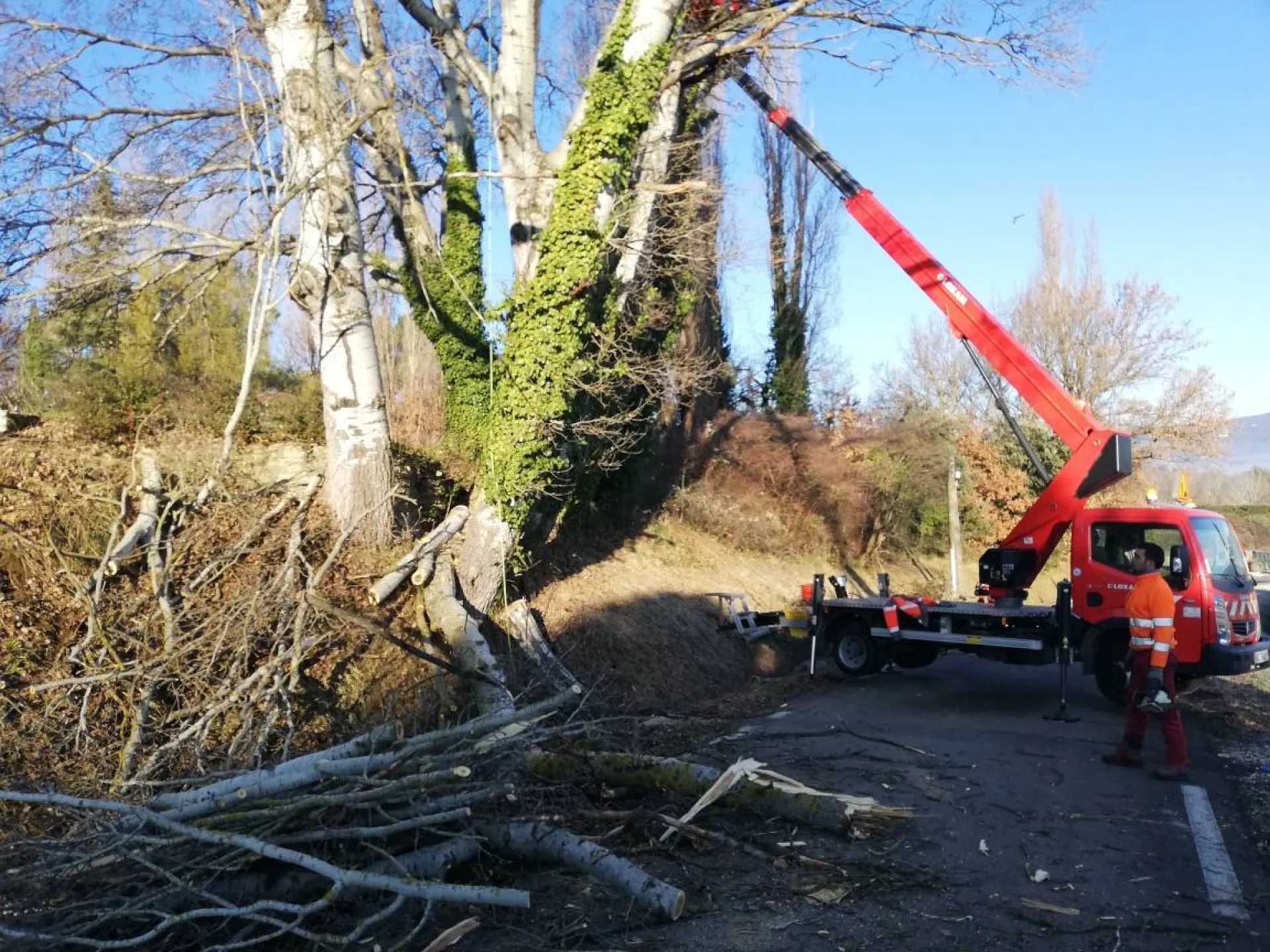 pour abattre un arbre en toute sécurité dans le Vaucluse