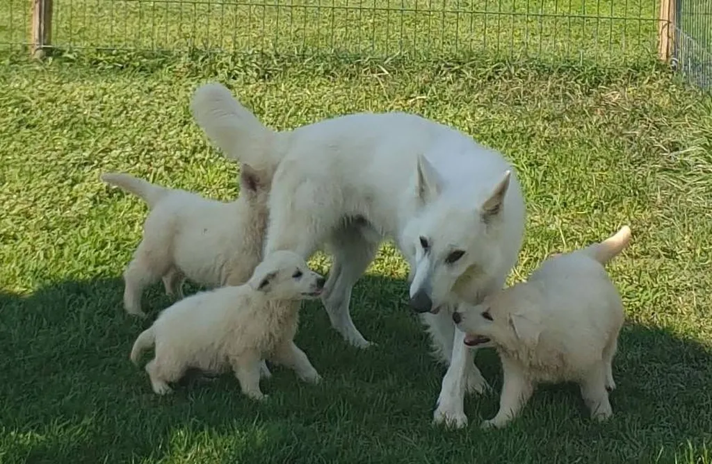 BERGER BLANC SUISSE SUD DE LA FRANCE