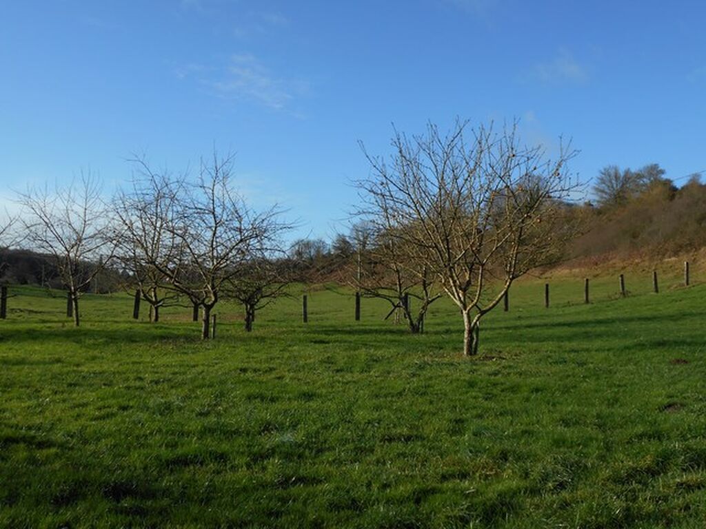 MAISON A VENDRE AVEC POMMIERS DANS LE CALVADOS, PROCHE DE LIVAROT