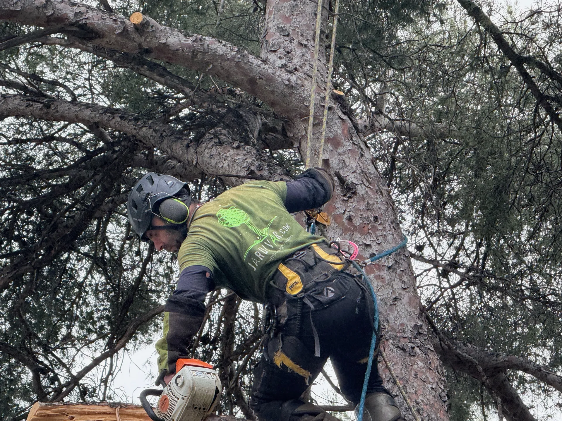 Elagage sur corde à Toulon