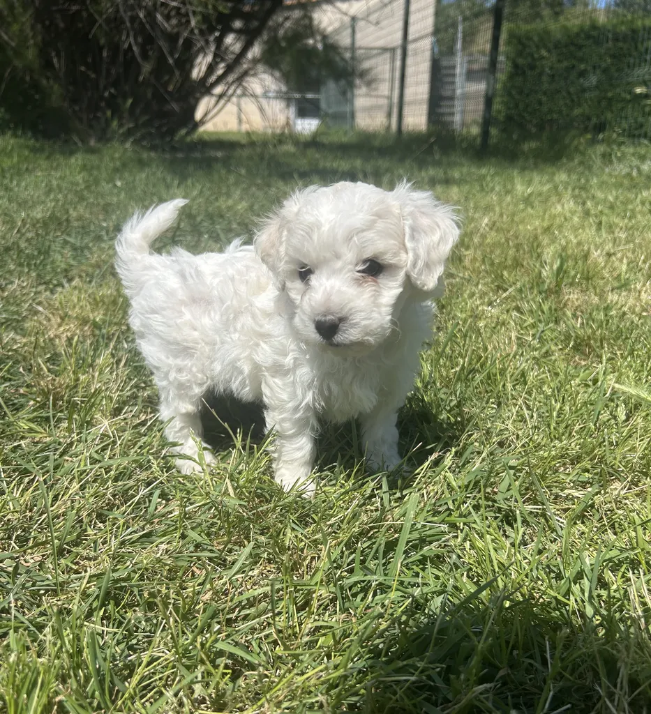 Chiots Bichon Frisé LOF en PACA – Portée Swett & Otto née à Avignon