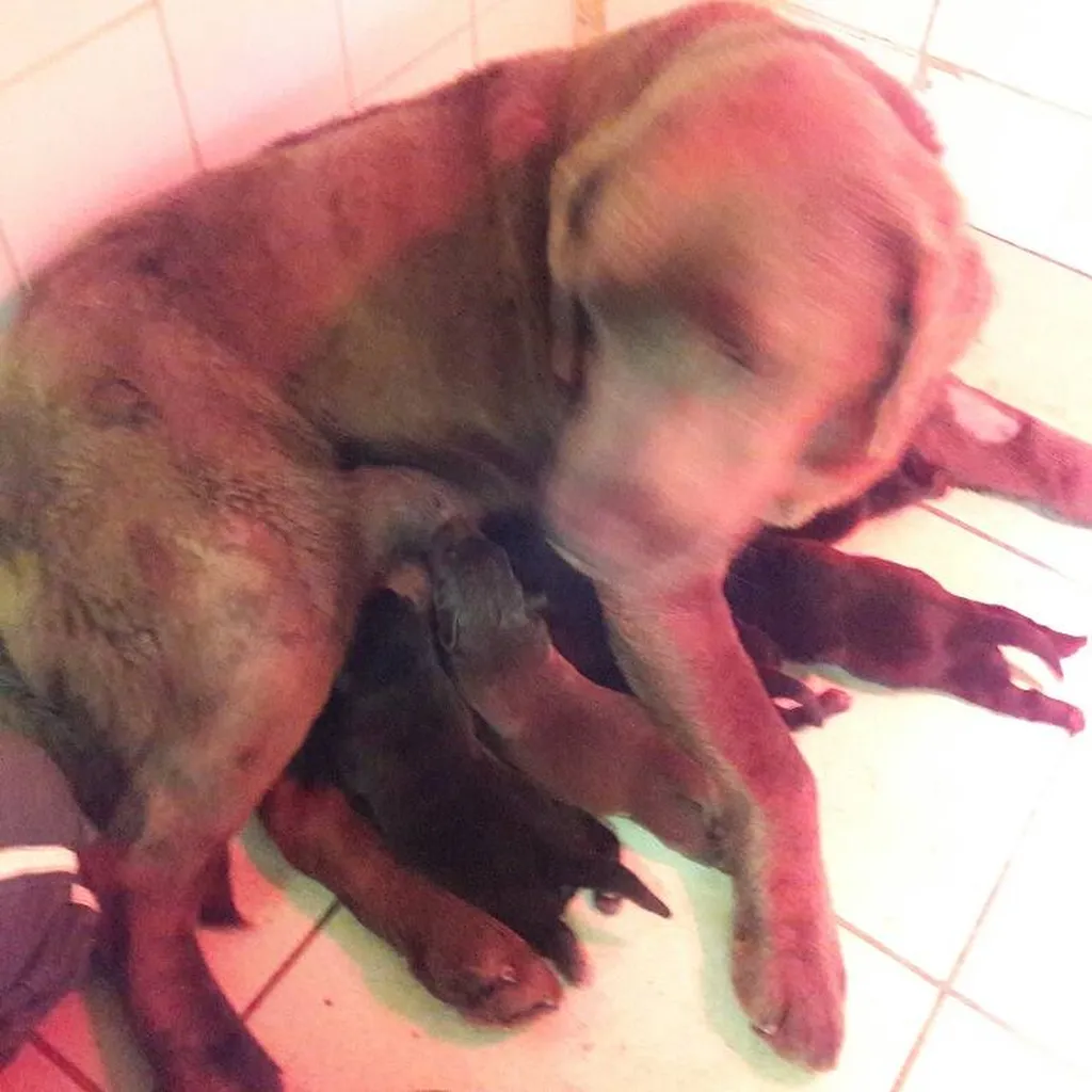 Chiots LABRADOR RETRIEVER portée de IBELIVE et GATSBY.
