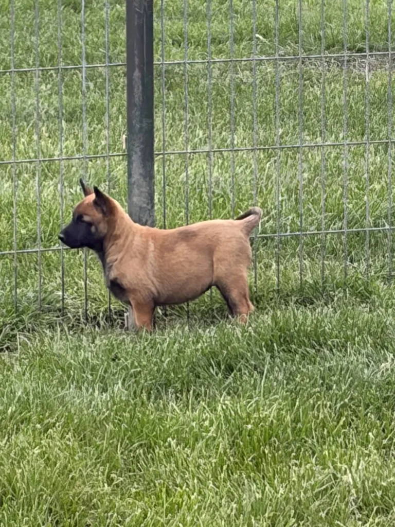 Chiots Berger Belge Malinois à vendre Vaucluse (PACA) – Naissances 2026