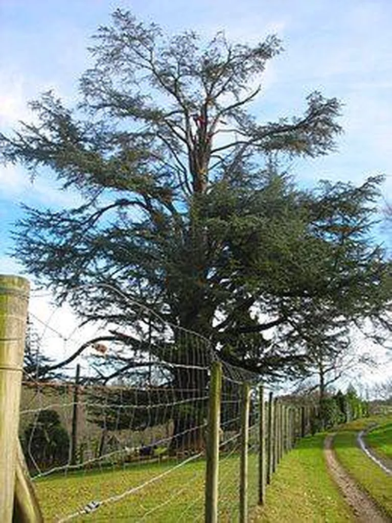 élagueur dans le médoc