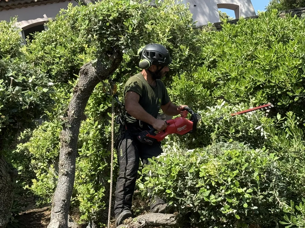 Taille en topiaire – entretien des chênes verts à Hyères