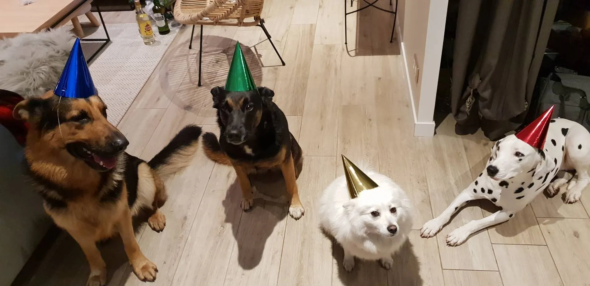 anniversaire de chien 