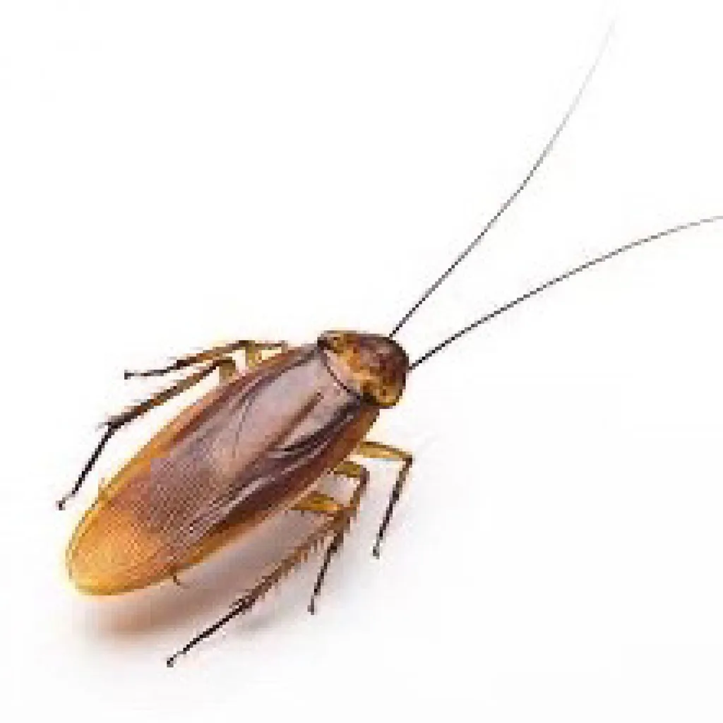 Traitement de cafards dans les caves d’une copropriété de Marseille centre ville