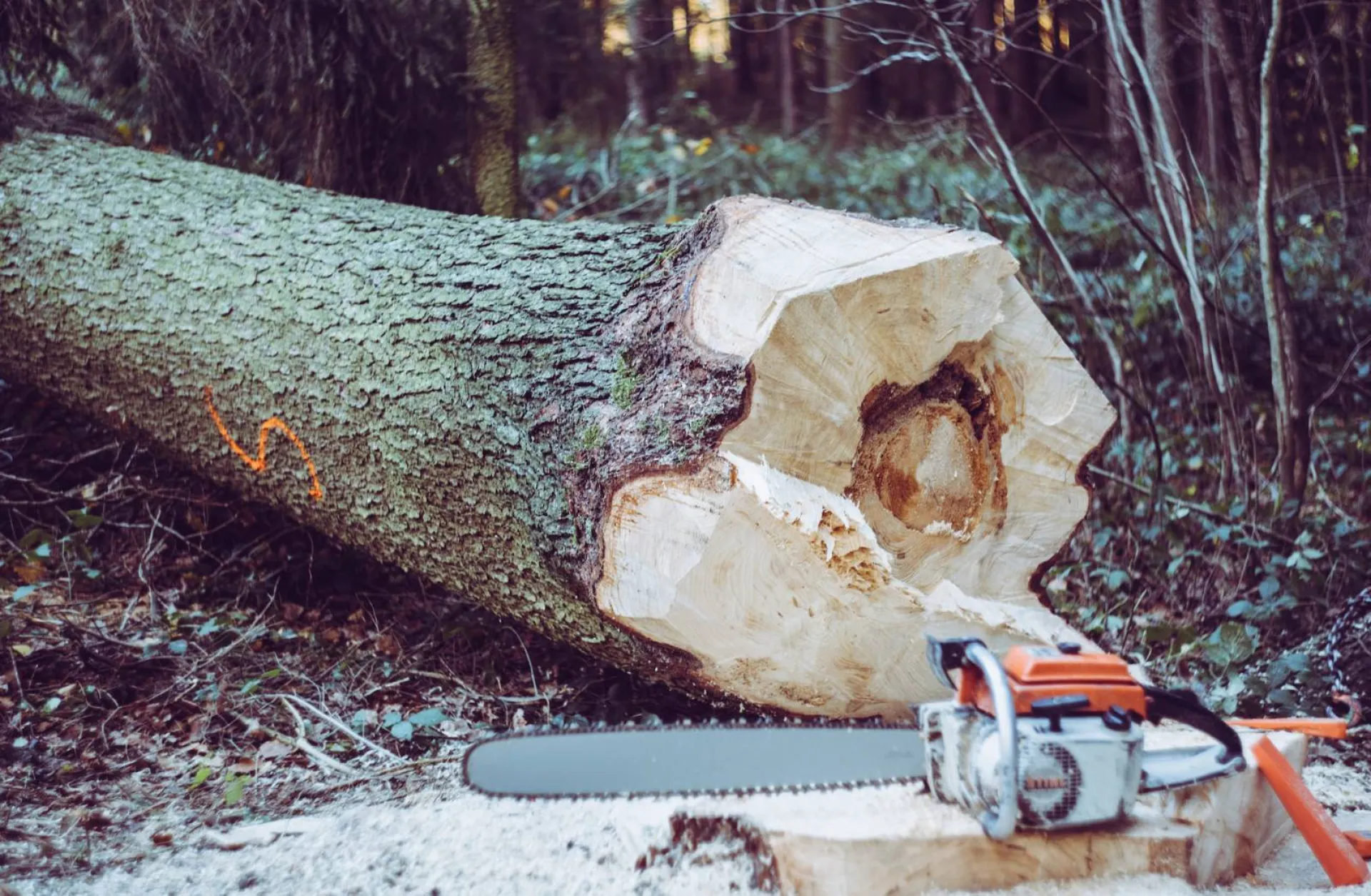 Entreprise experte en abattage d’arbre dangereux dans le Gard